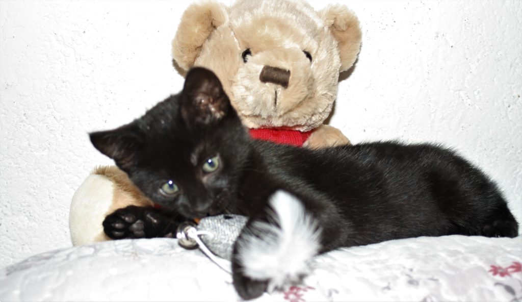 kitten and a teddy bear