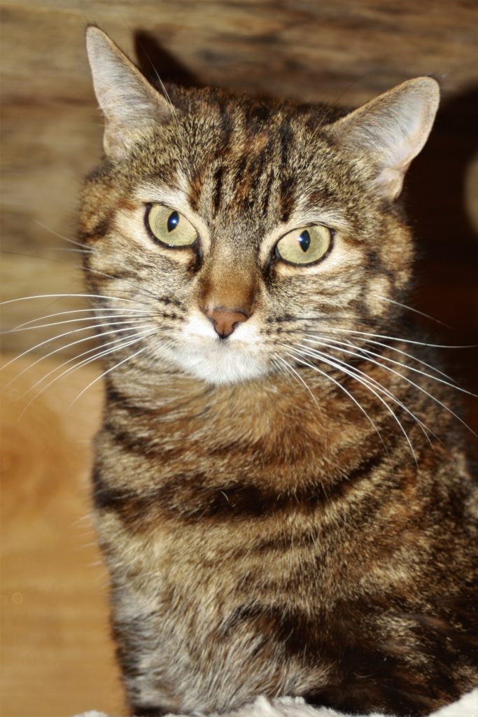 Pretty Minette, a 5 year old tabby cat