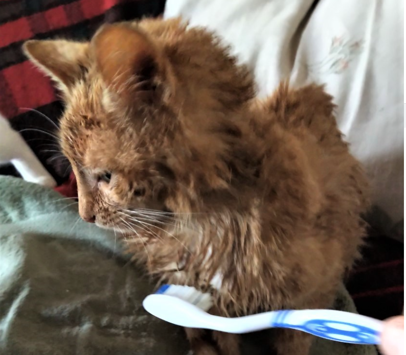 Ginger cat injured and wet