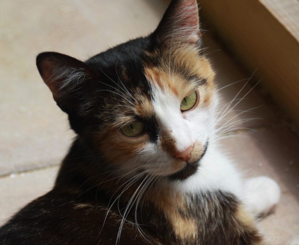 Trixie tri-coloured cat