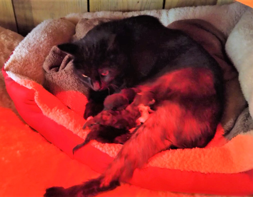 Bluebell and her 5 2 day old kittens