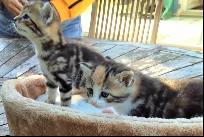 two pretty kittens in a basket
