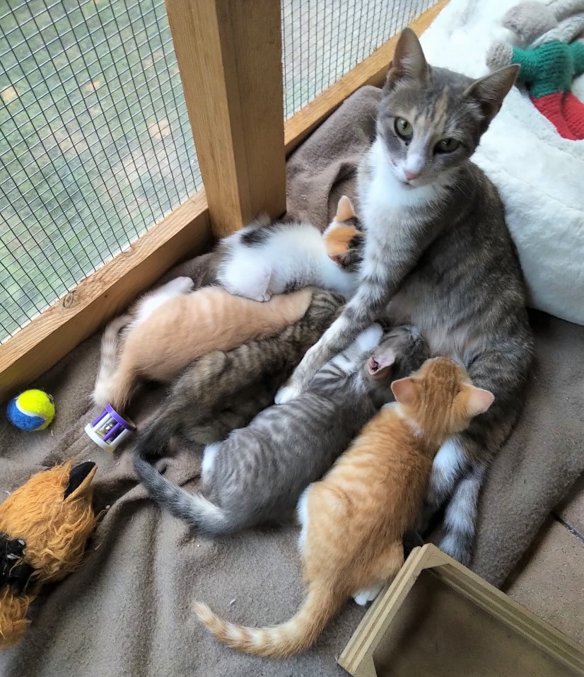 Leila with her kittens