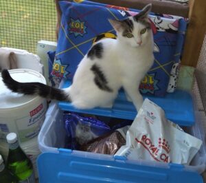 Nuage for adoption Chats de chatillon cat refuge