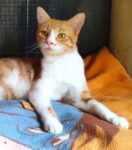 Scotty white and ginger male for adoption