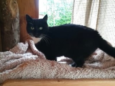 Katti - a black and white female cat