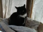 Katti - a black and white female cat